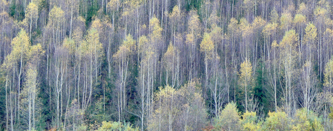 Forêt vue de haut.