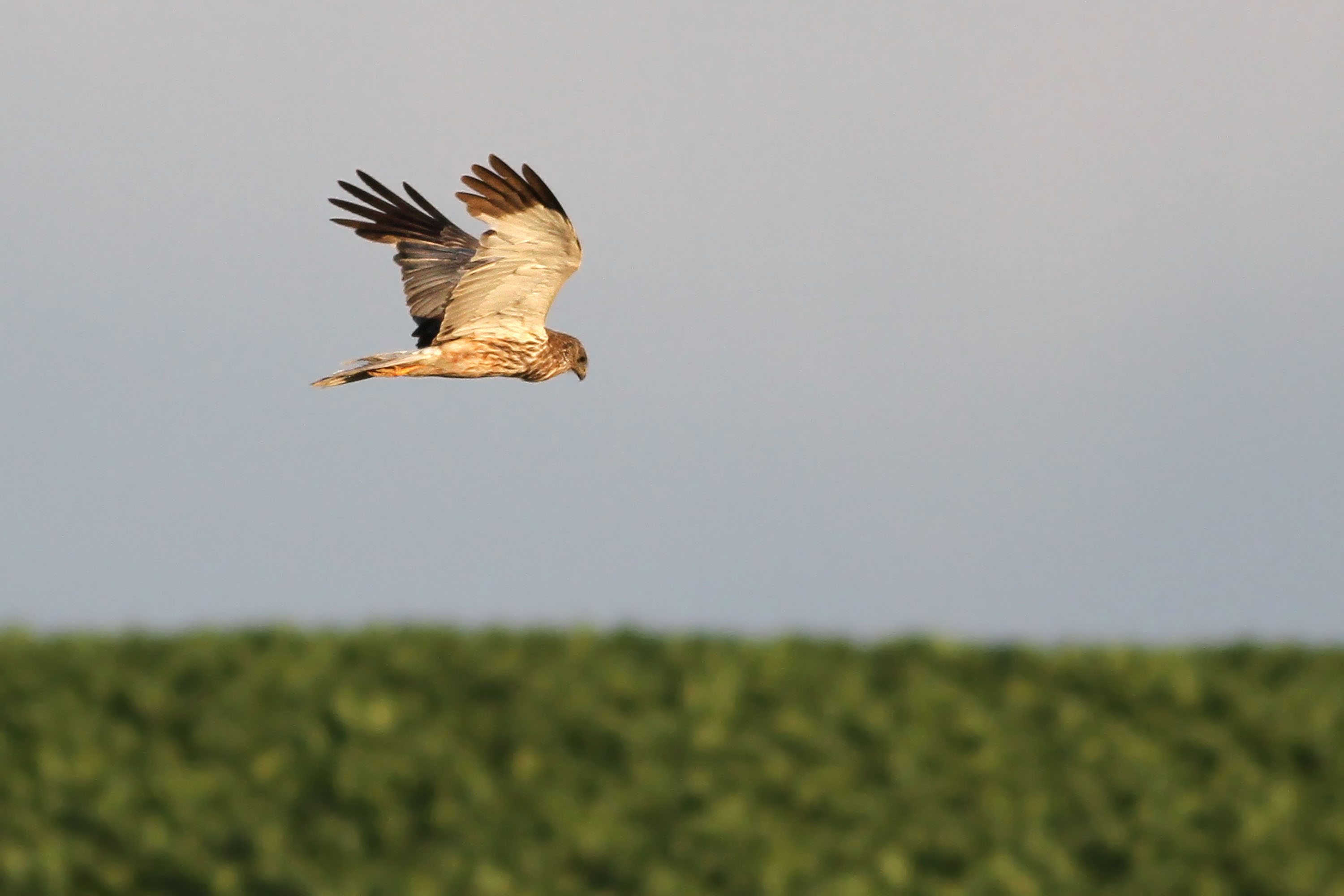 busard des roseaux sur la plaine de Boneffe