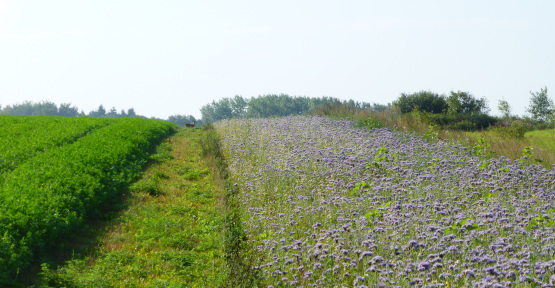 Mesures agro-environnementales et climatiques : bande fleurie - Natagriwal