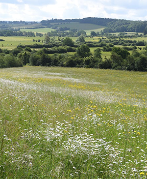 Bocage en vallée de la Wimbe