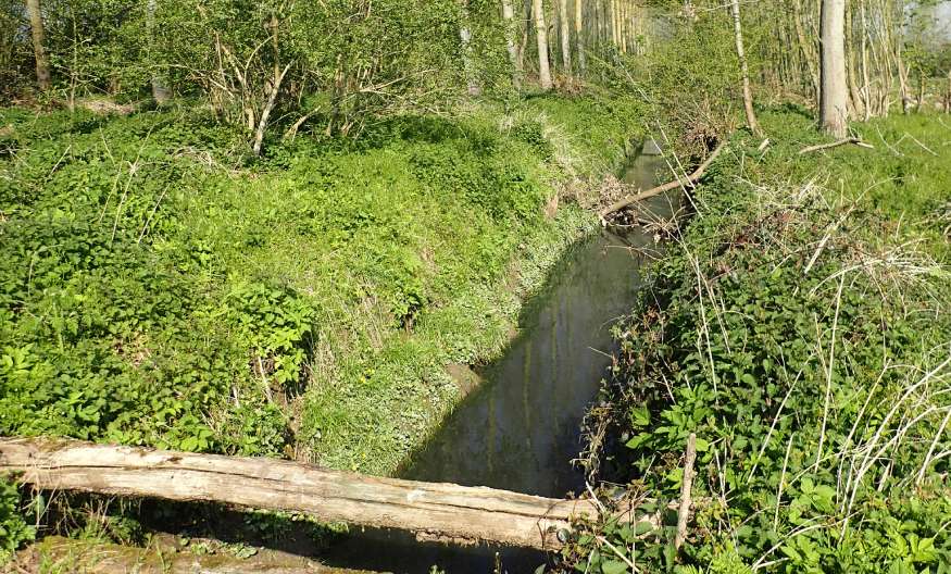 Bois de Wadergnies