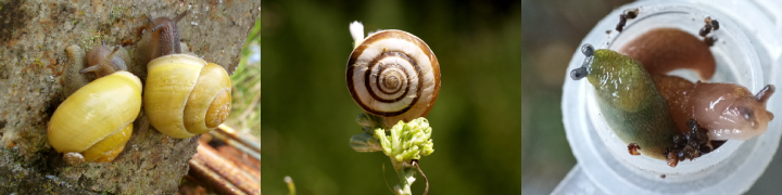 Escargots et limaces