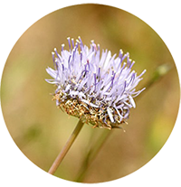 jasione des montagnes
