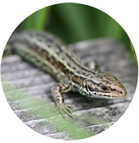 lézard vivipare
