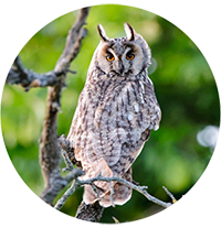 hibou moyen-duc