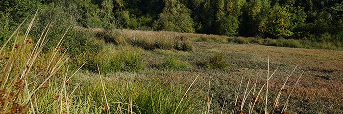 Etang des Canes