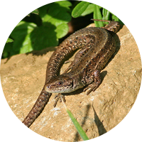 Lézard vivipare