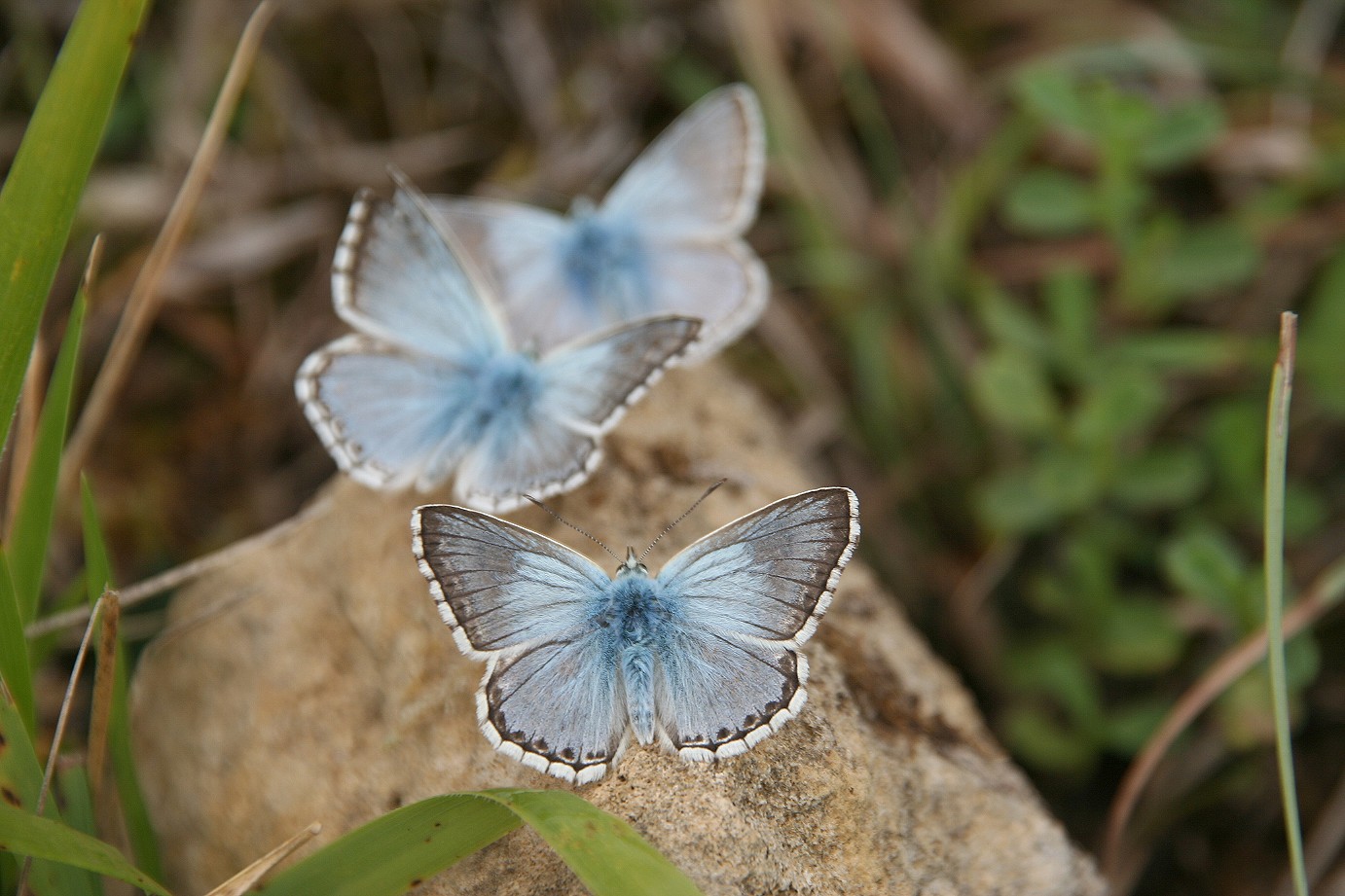 Bleus nacrés