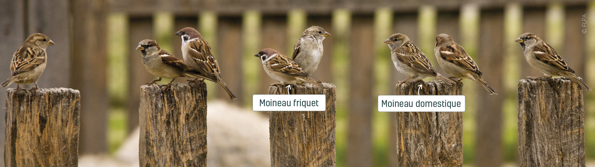 Moineaux domestique et moineaux friquet