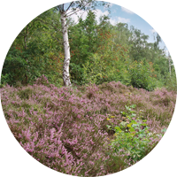 Plantes des landes