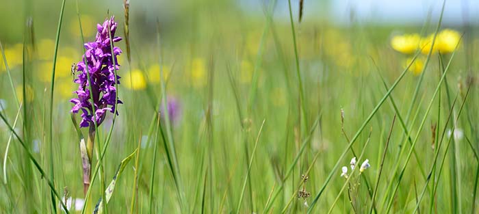 Prairie humide à molinie