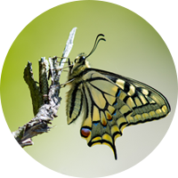 Machaon