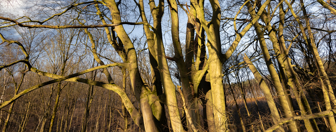 Bois de Chaumont