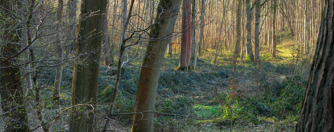 Bois de Chaumont