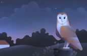 La Nuit des chouettes