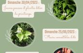 Plantes sauvages comestibles
