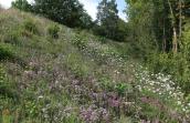 Pelouse calcaire du Triffoy