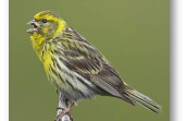 oiseau qui chante