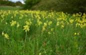 Primevères en prairie