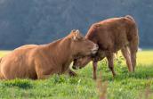 Foire de Libramont 2025 - Agriculture et biodiversité, une alliance de longue date