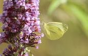 Piéride du Navet sur Buddleja davidii