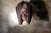 Grand rhinolophe