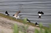 hirondelles de fenêtre sur les berges du canal Hensies - Pommeroeul