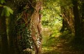 Forêt