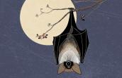 chauves-souris sur fond de pleine lune
