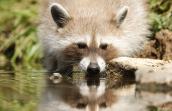 Photo Raton