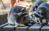 Raton laveur 