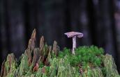 Forêt