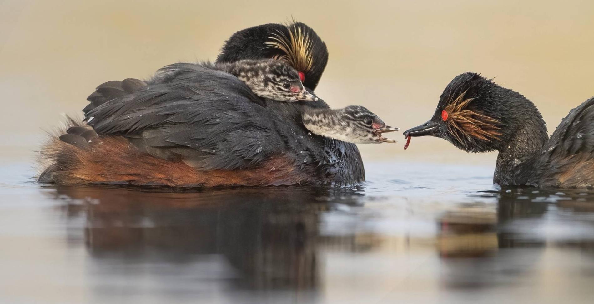 Grèbes à cou noir Podiceps nigricollis UK, 18.04.2021, © Alastair Marsh