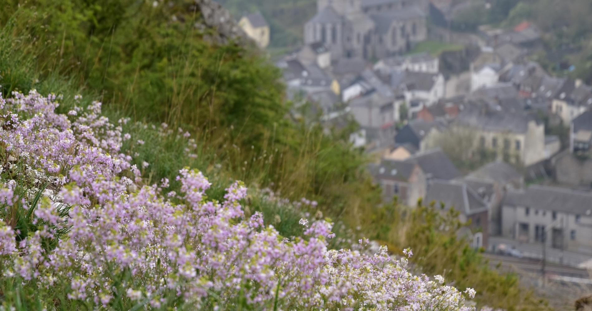 nature en Wallonie