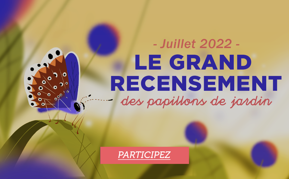 Le grand recensement des papillons de jardin - Juillet 2022 - Participez !