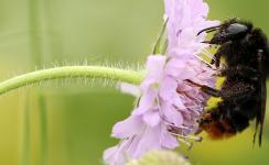 Bombus rupestris