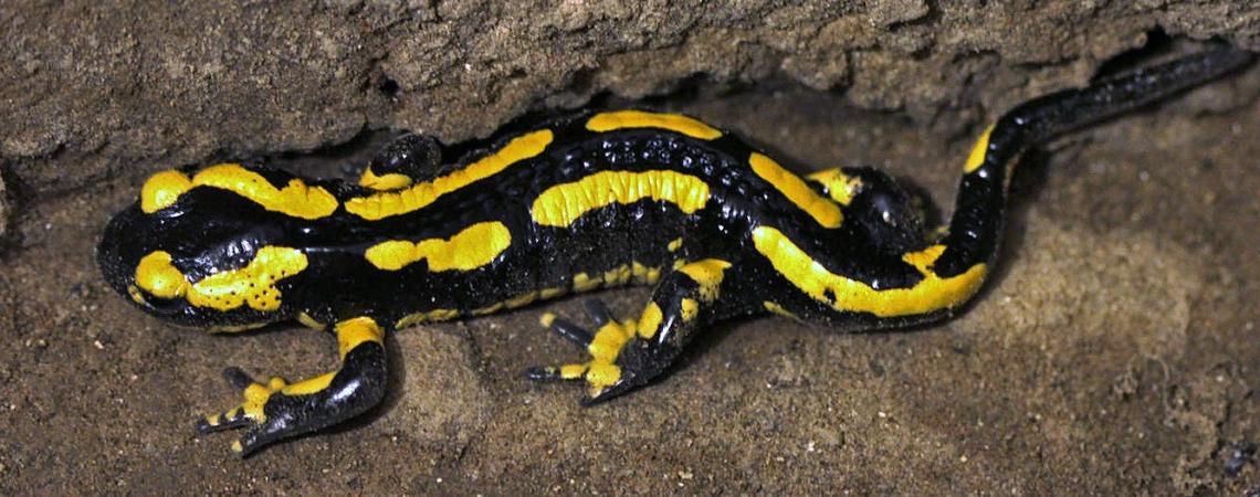 salamandre terrestre