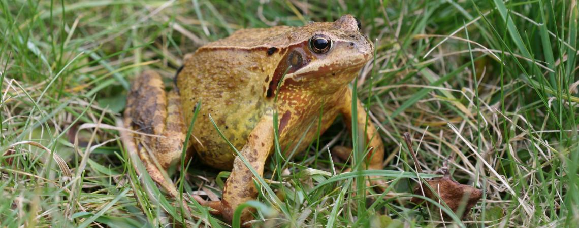 grenouille rousse