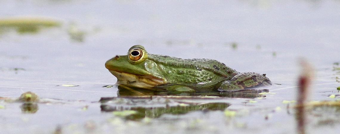 grenouille verte