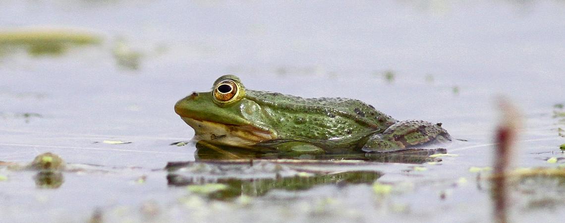 La grenouille verte