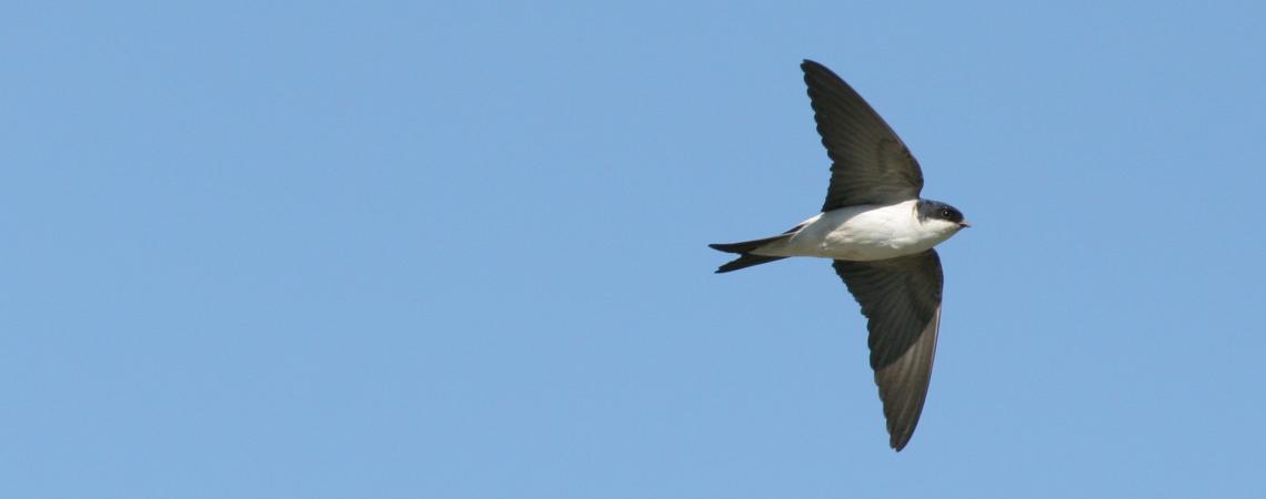 hirondelle des fenêtres