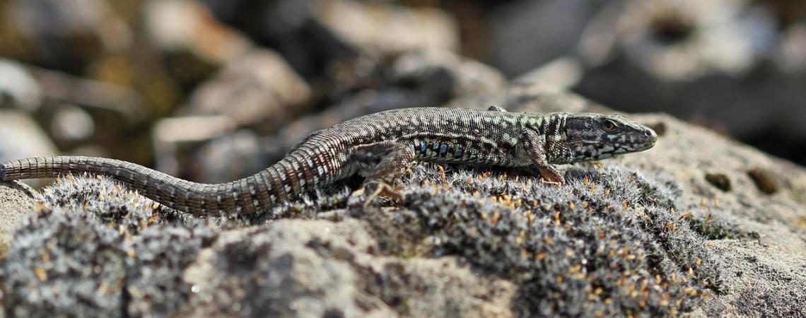 lézard des murailles 