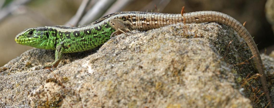 Lézard des souches