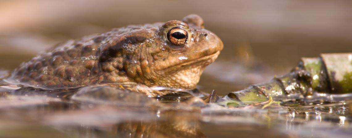 crapaud commun