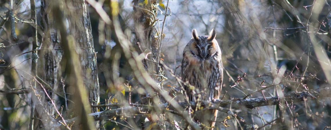 hibou moyen-duc