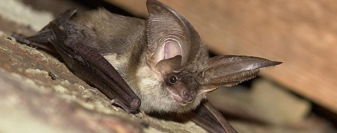 Natagora engage un(e) responsable du projet chauves-souris