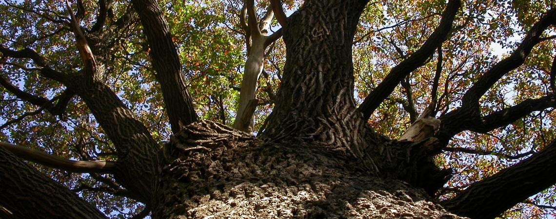 Natagora engage un(e) chargé(e) de mission politique "Nature, forêt, climat"