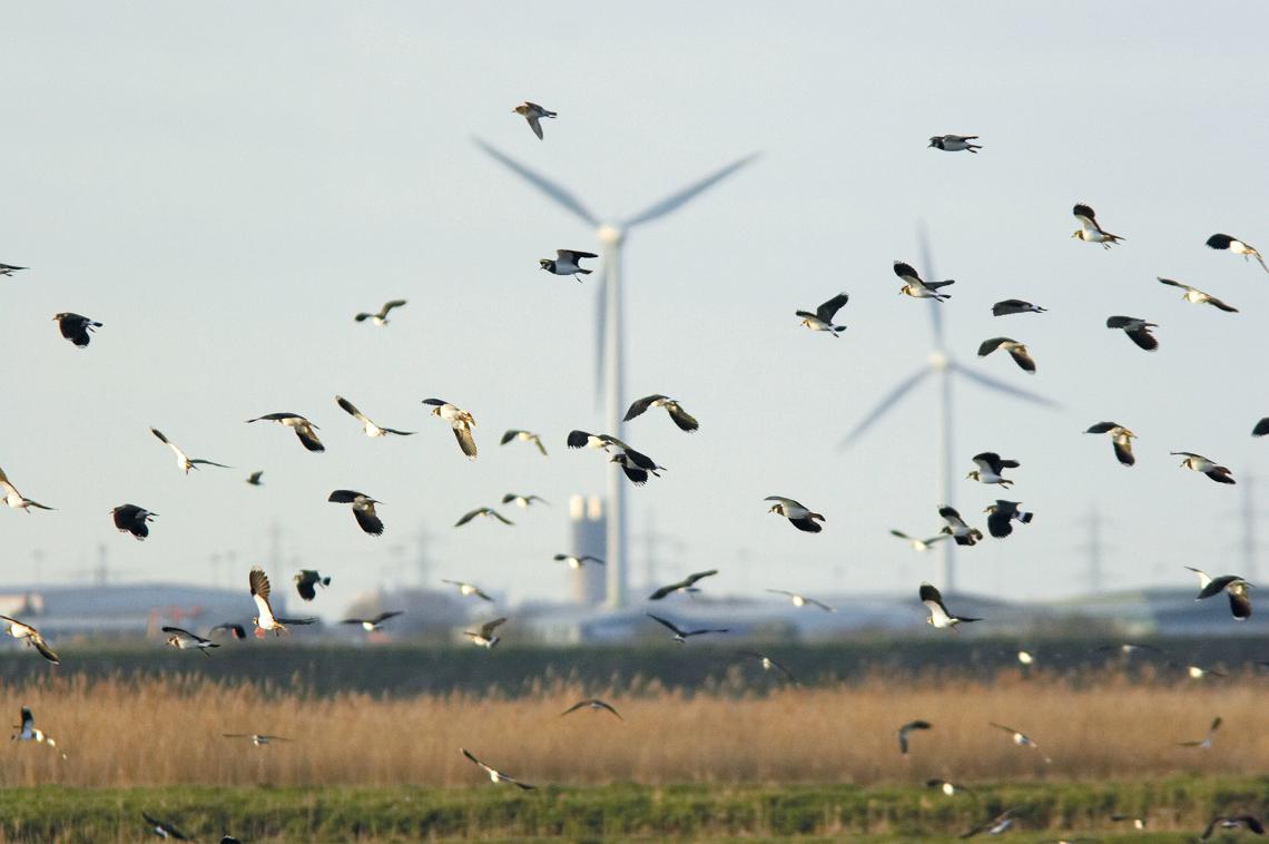 Les vanneaux huppés font partie de cette avifaune agricole désertant les plaines où s'installent les éoliennes. Photo : Rainham marshes / rspb-images.com