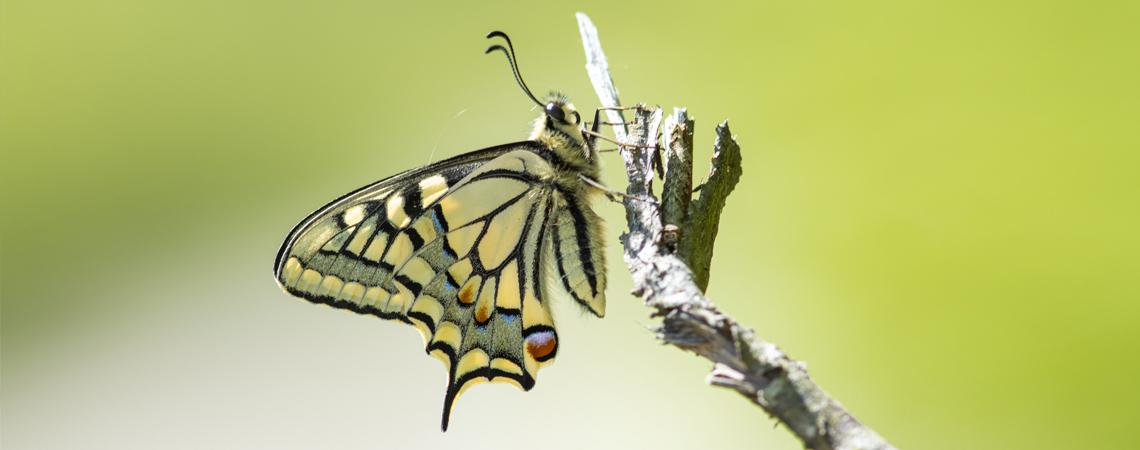 Papillon