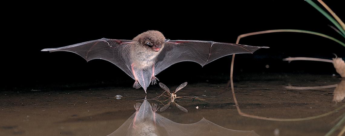 La chauve-souris, une précieuse voisine